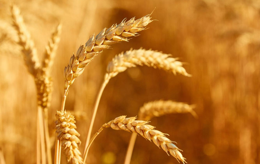Domaine d'activité : Activités agricoles et espaces ruraux - Delphine Gavend, Avocat Chambéry